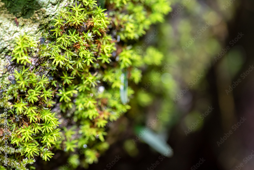 close up of green moss in nature background. close up of green moss in nature background.