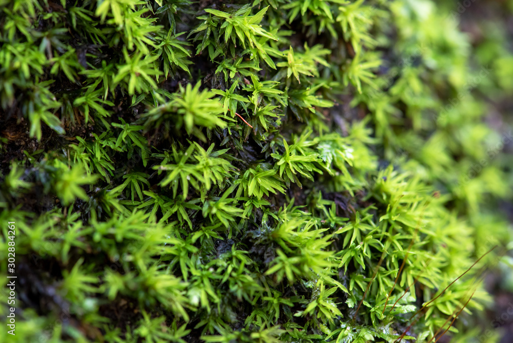 close up of green moss in nature background. close up of green moss in nature background.