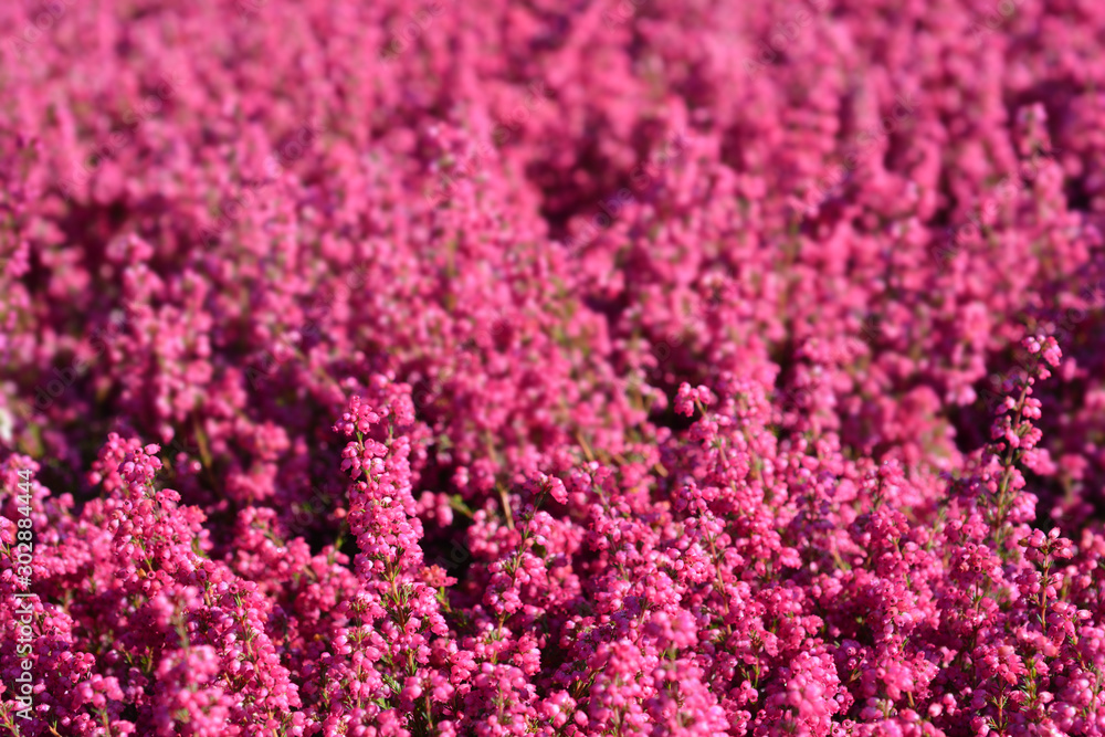 Fototapeta premium pink bell heather flowers