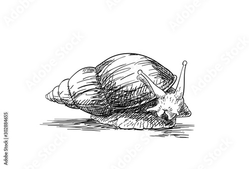 Sketch of snail looking to the side, isolated on white, Hand drawn illustration