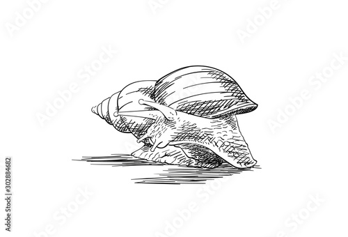 Sketch of snail turned to look back, isolated on white, Hand drawn illustration