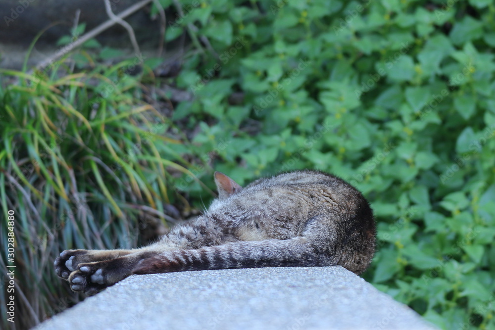 Cat Cat