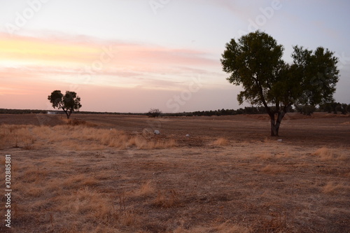 arid landscape