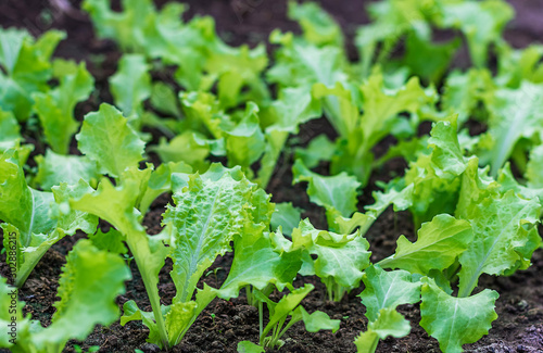 Green young lettuce plants. The concept of vegetarianism. Organic farming.