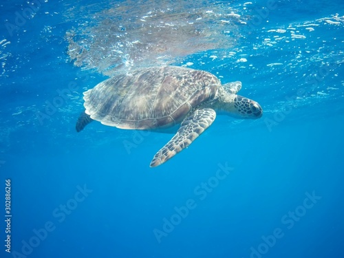 Beautiful Green sea turtle in Marsa Alam, Egypt