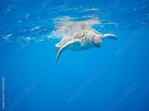 Beautiful Green sea turtle in Marsa Alam, Egypt