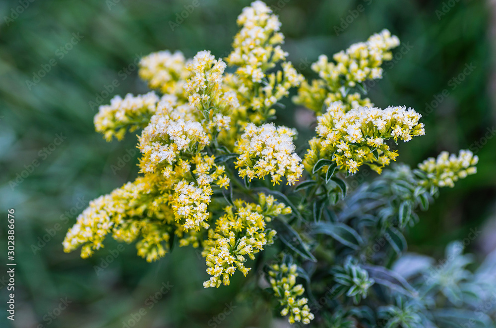 Blooming mimosa is covered with hoarfrost after the first autumn frosts. Blooming mimosa is covered with hoarfrost after the first autumn frosts.