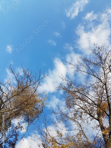 Bright yellow foliage against a clear blue sky with clouds. The fiery colors of a fading nature in the bright rays of the sun. Change of seasons and harvest. Solemn mood. Autumn trees in the park