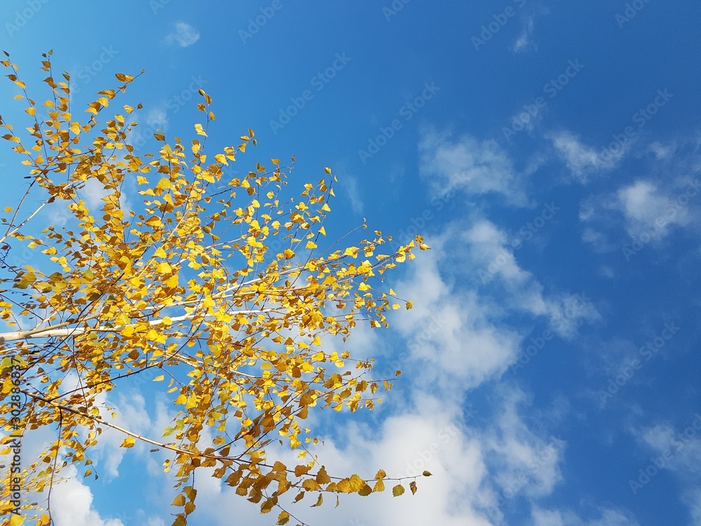 Bright yellow foliage against a clear blue sky with clouds. The fiery colors of a fading nature in the bright rays of the sun. Change of seasons and harvest. Solemn mood. Autumn trees in the park Bright yellow foliage against a clear blue sky with clouds. The fiery colors of a fading nature in the bright rays of the sun. Change of seasons and harvest. Solemn mood. Autumn trees in the park