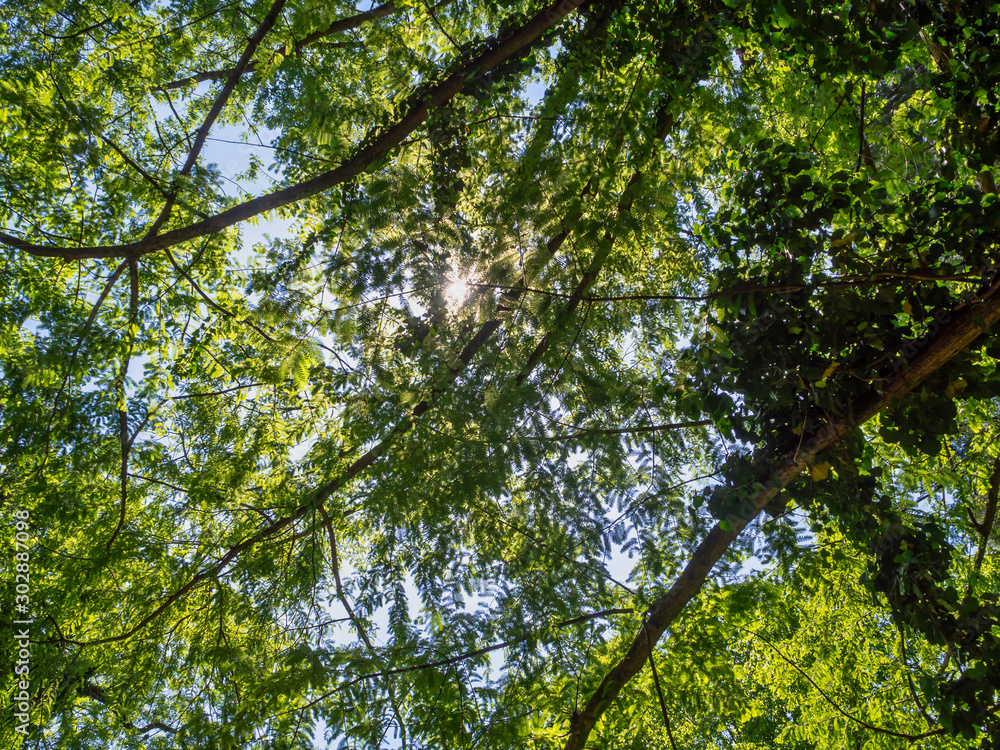 Fototapeta premium Tree in park Salzburg