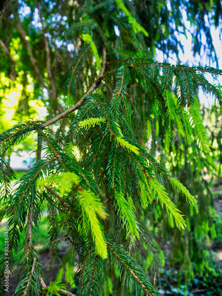 Fototapeta premium Tree in park Salzburg