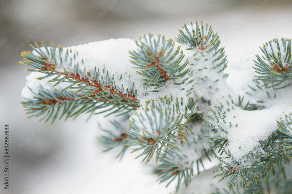 Closeup pine branch in winter Closeup pine branch in winter