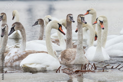 Flock of young swans in winter