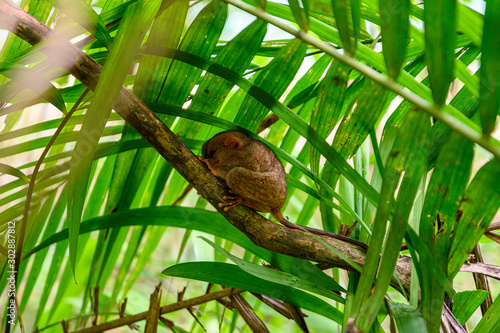 Tarsier