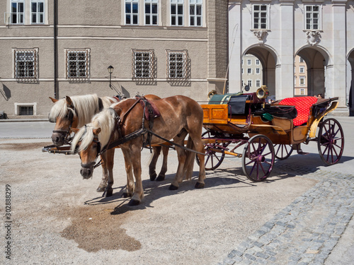 Canvas Print Horses harnessed to a carriage in the Salzburg square