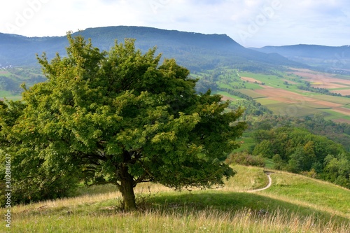 Baum auf einem Hügel mit Ausblick auf die schwäbische Alb