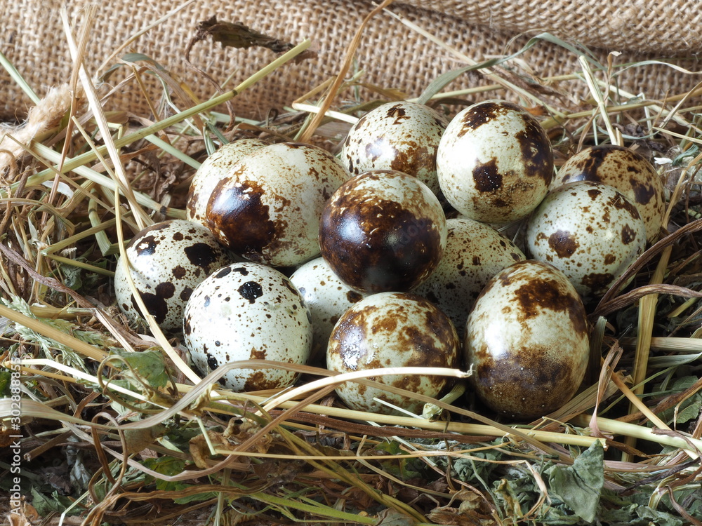 Speckled quail eggs on a hay on a rough cloth