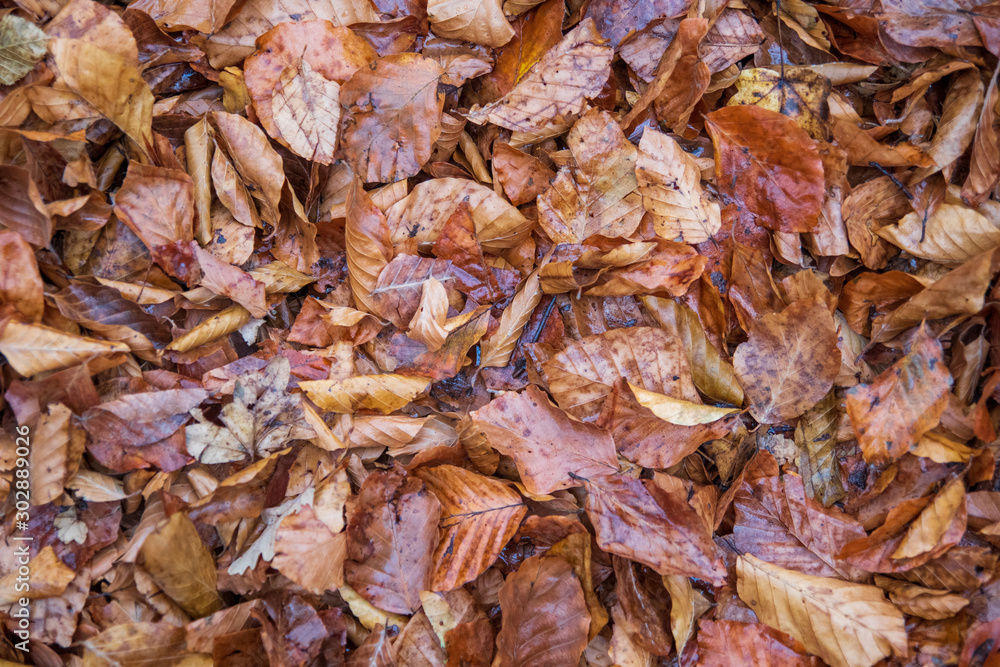 Wet fallen leaves on the ground at autumn Wet fallen leaves on the ground at autumn