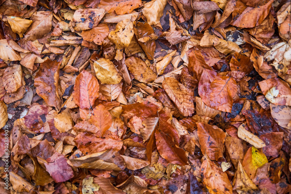 Wet fallen leaves on the ground at autumn