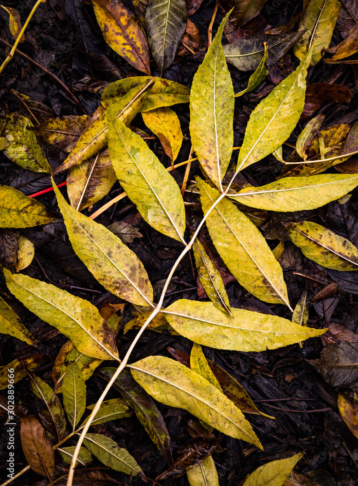 Yellow ash tree leaf on the ground during late autumn Yellow ash tree leaf on the ground during late autumn