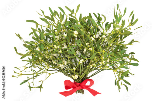 Mistletoe bunch for the festive season tied with a red bow isolated on white background. Traditional winter and Christmas symbol. Album viscum.