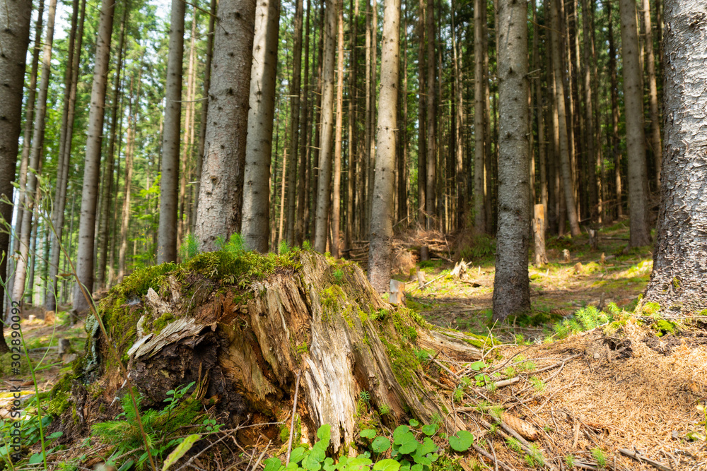 Wild nature in the pine forest in summer Wild nature in the pine forest in summer