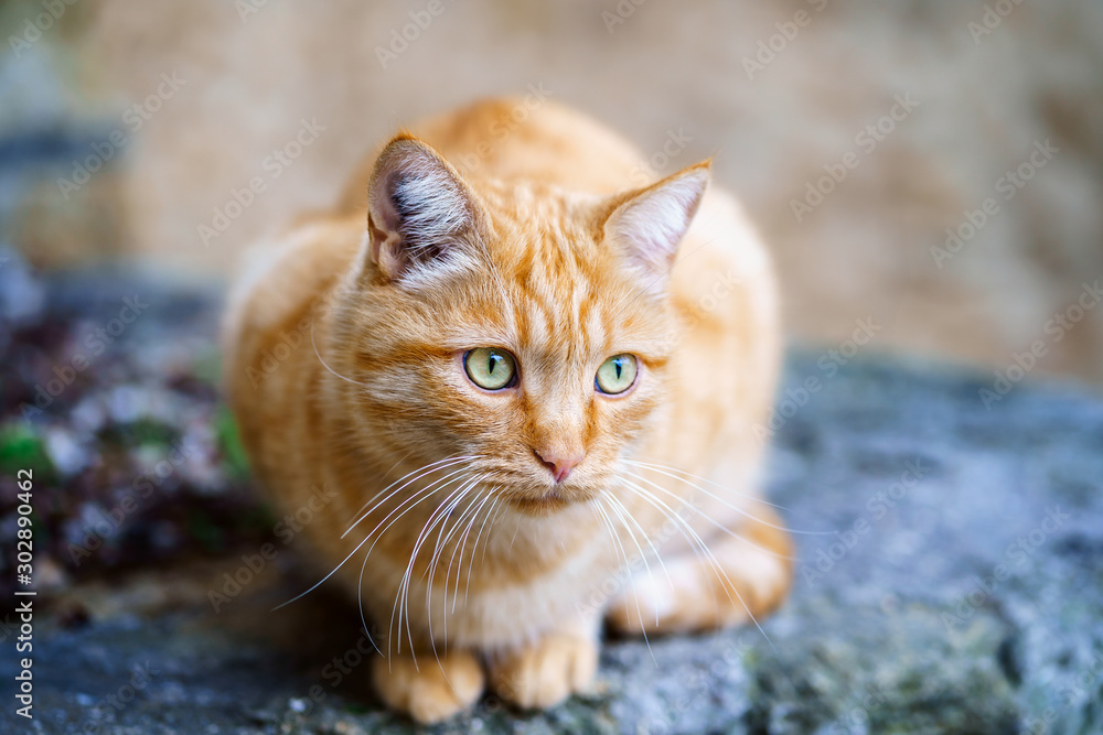 Chat roux avec les yeux verts assis dans la rue.