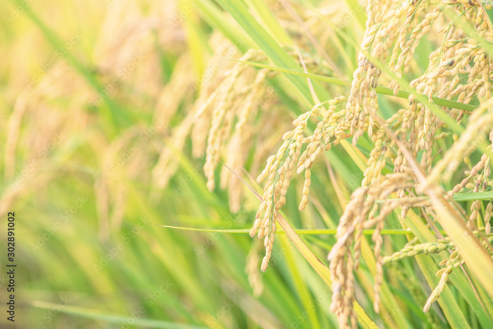 Yellow paddy field swaying over sunset day time in Asia. Raw short grain rice crop stalk, ears detals, organic agriculture farming concept, close up. Yellow paddy field swaying over sunset day time in Asia. Raw short grain rice crop stalk, ears detals, organic agriculture farming concept, close up.