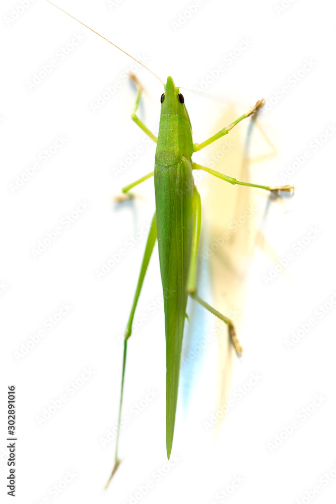 A conehead grasshopper isolated on white background A conehead grasshopper isolated on white background