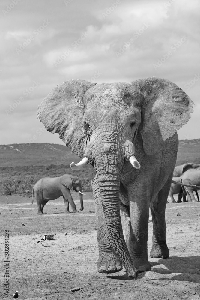 Naklejka premium Alter Elefant im Addo 340