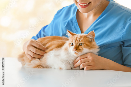 Female veterinarian examini...