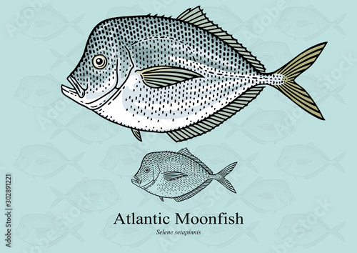 Atlantic Moonfish. Vector illustration with refined details and optimized stroke that allows the image to be used in small sizes (in packaging design, decoration, educational graphics, etc.)