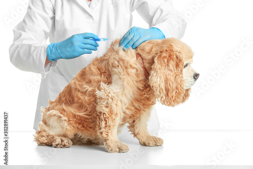 Fotografie Veterinarian vaccinating cute dog against white background