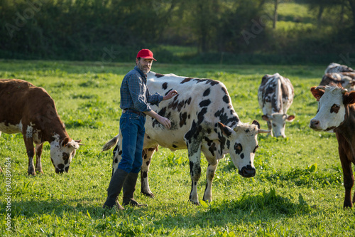 Fototapeta Farmer in his field caring for his herd of cows