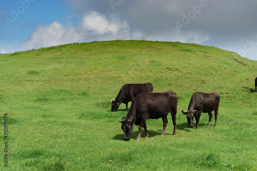 四国カルストの牛