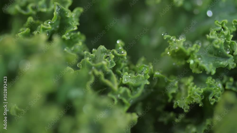 Kale close up with water droplets spinning 02 Kale close up with water droplets spinning 02