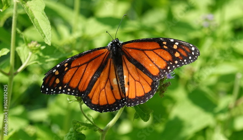 Monarch resting