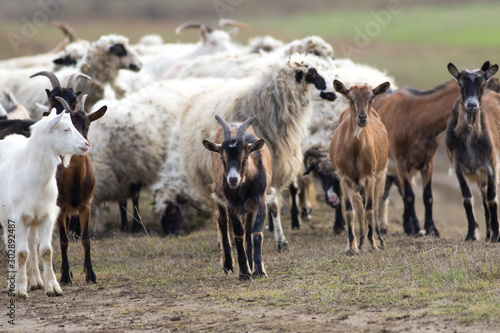 Fototapeta Naklejka Na Ścianę i Meble -  Herd of  livestock sheep and goats on the pasture