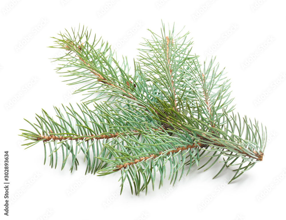 Beautiful fir tree branch on white background