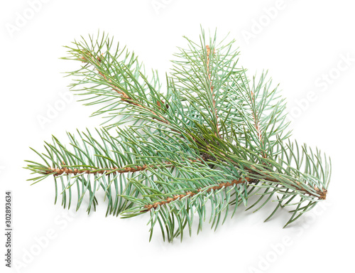 Beautiful fir tree branch on white background