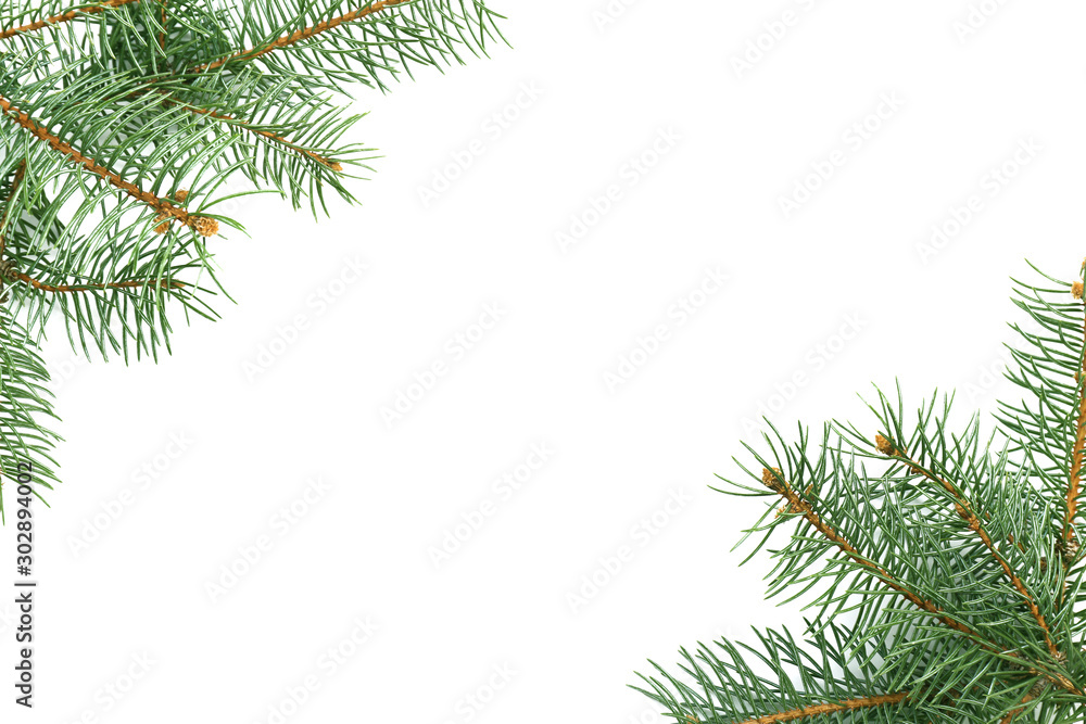 Beautiful fir tree branches on white background Beautiful fir tree branches on white background