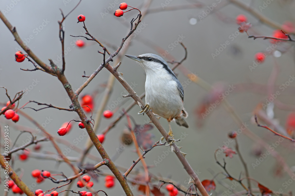   Eurasian nuthatch or wood nuthatch (Sitta europaea) filmed on a branch against a background of bright red berries of a hawthorn and a blurred background