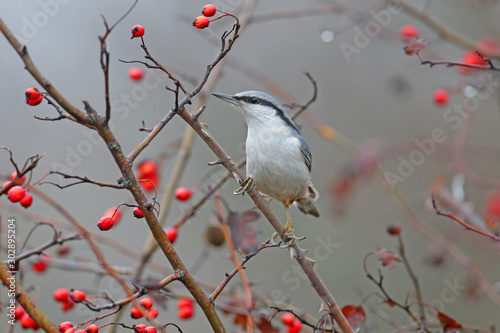  Eurasian nuthatch or wood nuthatch (Sitta europaea) filmed on a branch against a background of bright red berries of a hawthorn and a blurred background