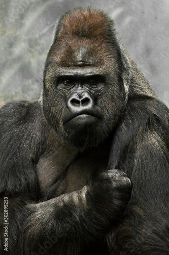 Portrait of a powerful dominant male gorilla , stern face and powerful arm. © Mikhail Semenov