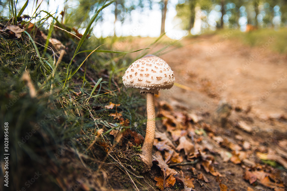 Mushroom on forest edge with autumn sun, Mookerheide, Limburg, The Netherlands