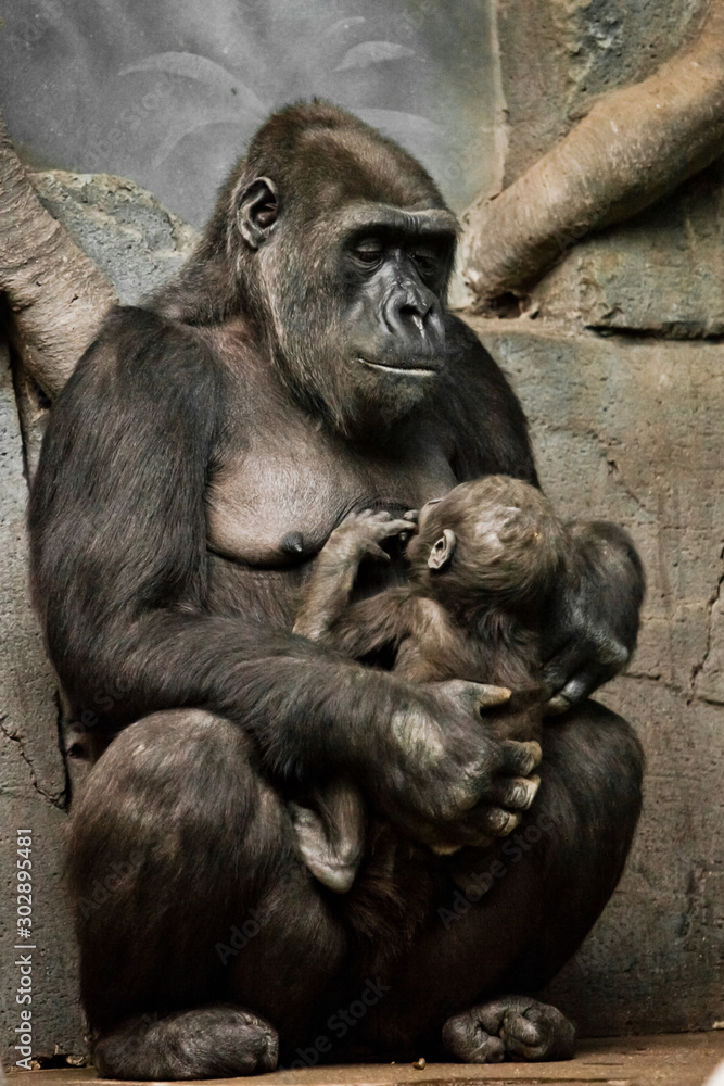Gorilla monkey mother  nurses her little baby infant, cute scene