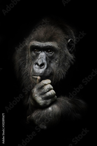 hand props his head. Monkey anthropoid gorilla female. a symbol of brooding rationality and heavy thoughts. isolated black background.