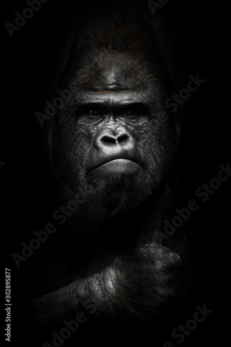 face and powerful hand in the dark. Portrait of a powerful dominant male gorilla , stern face and powerful arm. isolated black background. photo