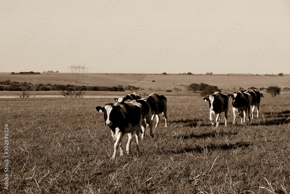 Cows in the Argentine countryside,Pampas,Argentina