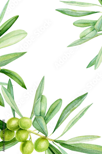 green olives on a branch  card with place for text  invitation  greeting card  watercolor illustration  hand drawing